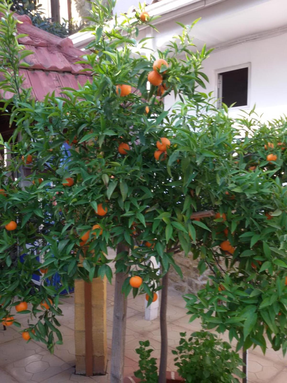 فندق أكساراي نيقوسيا المظهر الخارجي الصورة